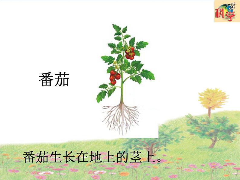 二年级上册第4课《番茄与花生》教学课件第4页