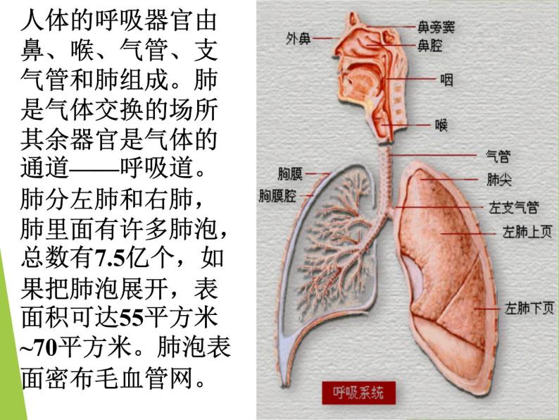 我们周围的空气PPT课件免费下载07