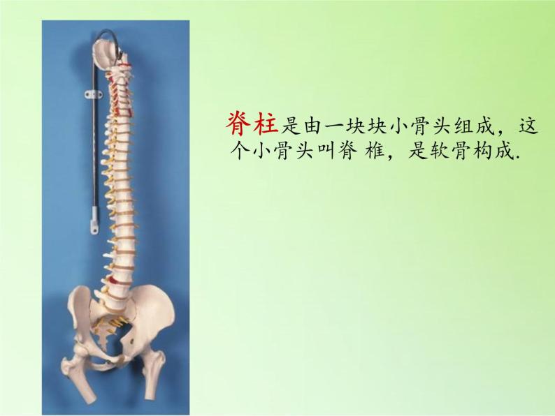 教科版 科学六年级上册  4.4种类繁多的动物 课件（16张PPT）07