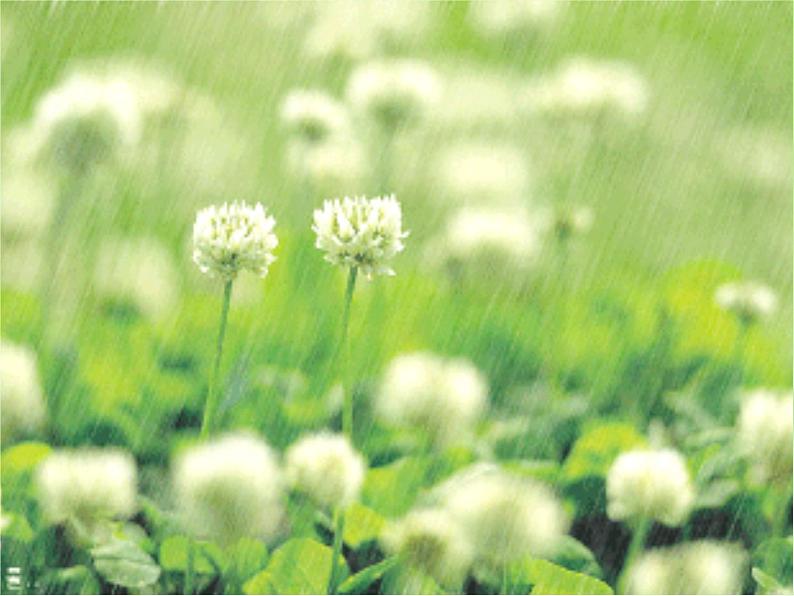 教科版 科学六年级上册 4.3多种多样的植物 课件 (45张PPT)第2页