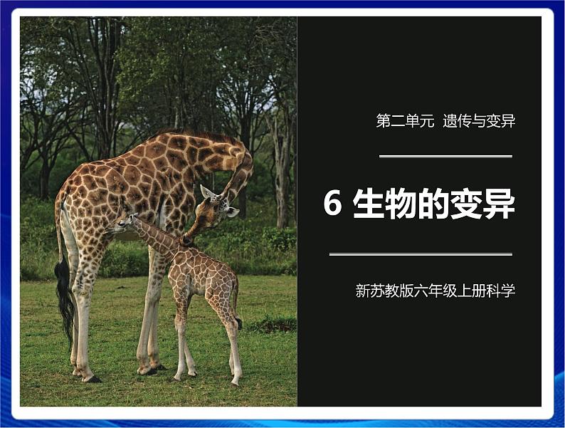 新苏教版科学六年级上册:6生物的变异 课件PPT+教案01