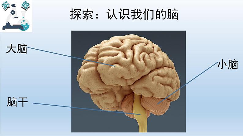 小学科学教科版五年级上册 4.4《身体的“总指挥”》课件(12张PPT)第4页