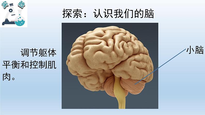 小学科学教科版五年级上册 4.4《身体的“总指挥”》课件(12张PPT)第6页