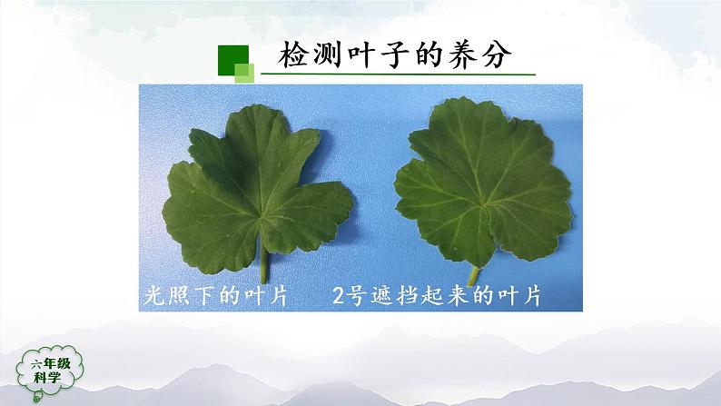 新人教鄂教版科学六上:2.5 植物的光合作用(2课时) PPT课件+视频07