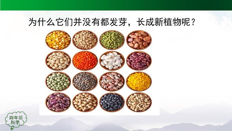 新人教鄂教版科学四上:2.4 用种子繁殖(3课时)PPT课件+内嵌视频03