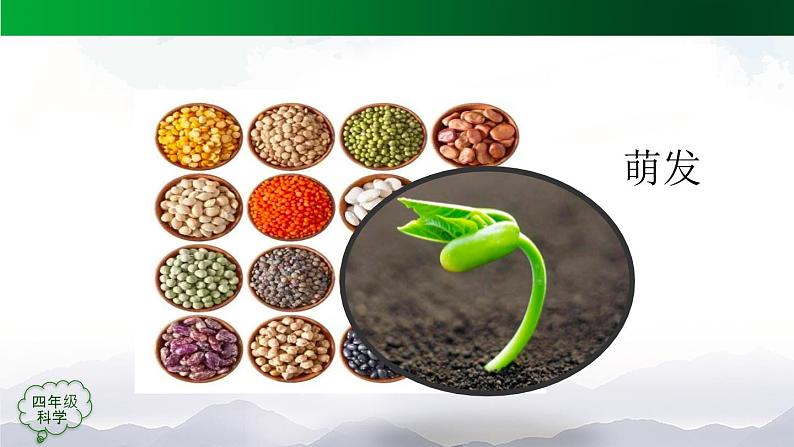新人教鄂教版科学四上:2.4 用种子繁殖(3课时)PPT课件+内嵌视频04