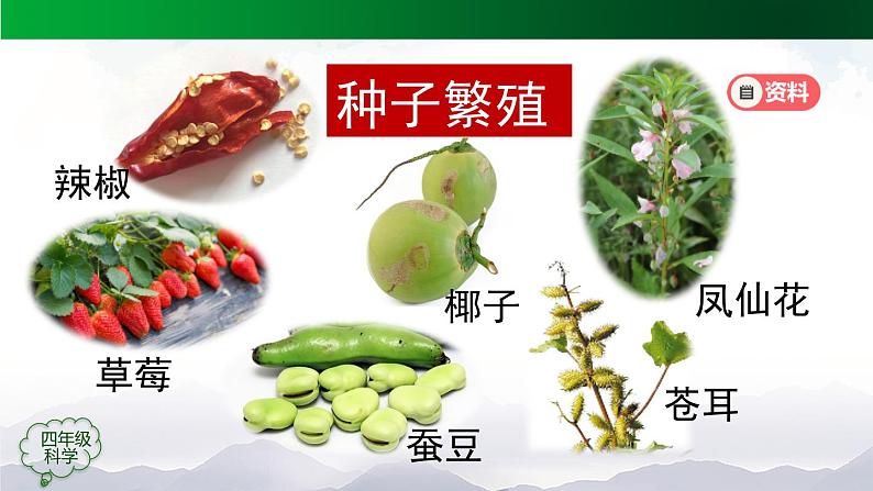 新人教鄂教版科学四上:2.6 动物的繁殖 PPT课件+内嵌视频第2页