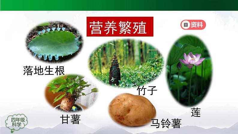 新人教鄂教版科学四上:2.6 动物的繁殖 PPT课件+内嵌视频第3页