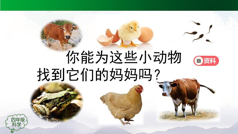 新人教鄂教版科学四上:2.6 动物的繁殖 PPT课件+内嵌视频第5页