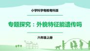 小学粤教粤科版 (2017)第4单元 遗传与进化18 专题探究：外貌特征能遗传吗完美版ppt课件