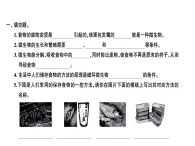 科教版四年级下册科学 第6课时减慢食物变质的速度 习题课件（无答案）