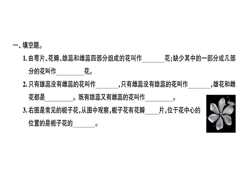 科教版四年級下冊科學(xué) 第2課時各種各樣的花 習(xí)題課件第1頁