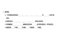 科教版四年级下册科学 第1课时油菜花开了 习题课件