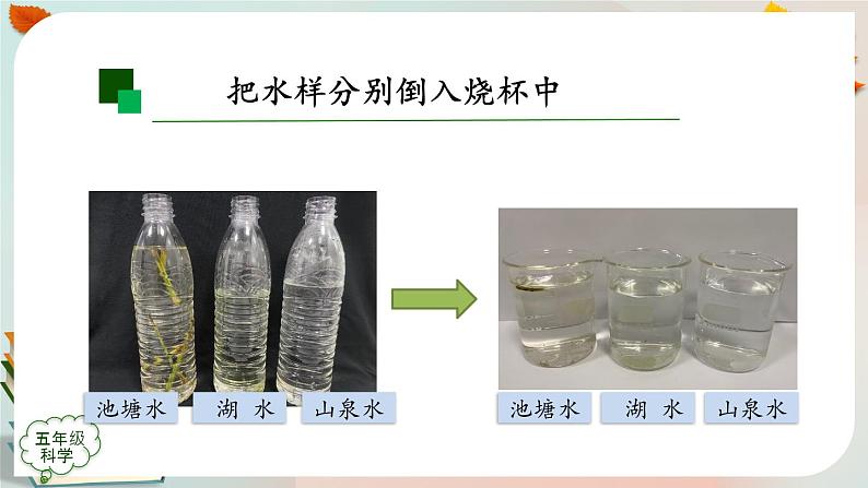 新人教鄂教版五上科学:3.8 水中的微小生物(第1课时)PPT课件+教案+内嵌视频08