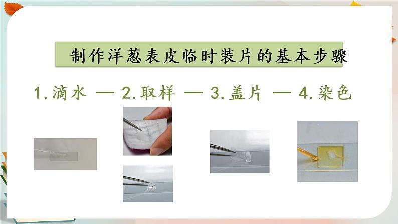 显微镜下的细胞 第二课时 课件PPT+视频第3页