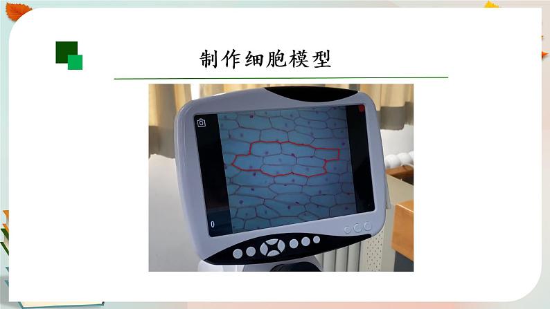 显微镜下的细胞 第二课时 课件PPT+视频第7页