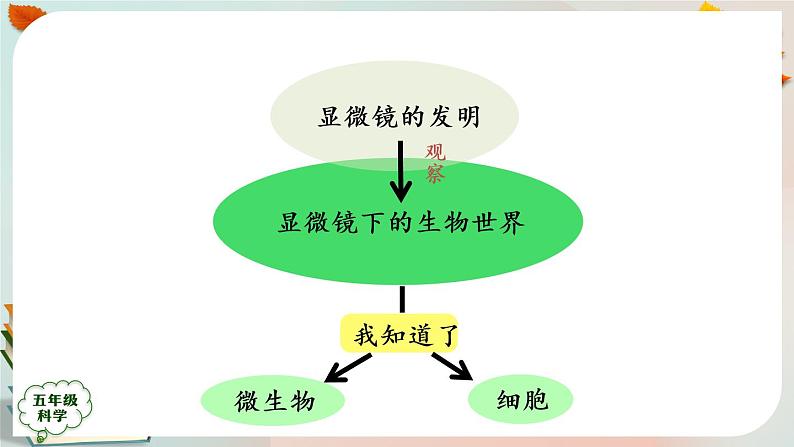 新人教鄂教版五上科学:第三单元 显微镜下的生物世界 回顾课件PPT+内嵌视频第4页
