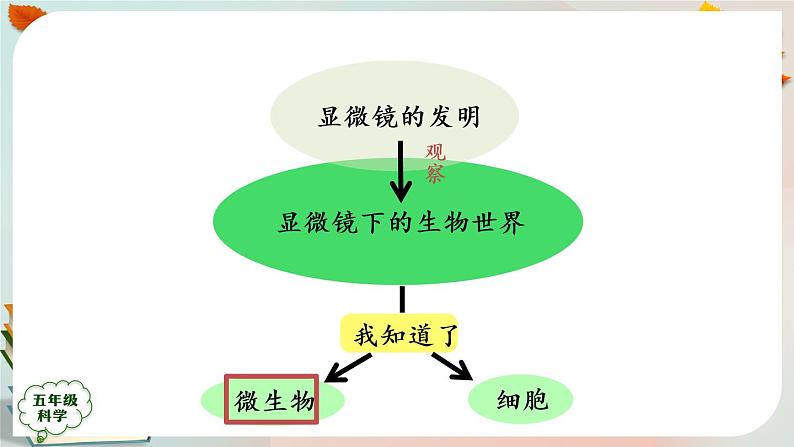 新人教鄂教版五上科学:第三单元 显微镜下的生物世界 回顾课件PPT+内嵌视频第6页