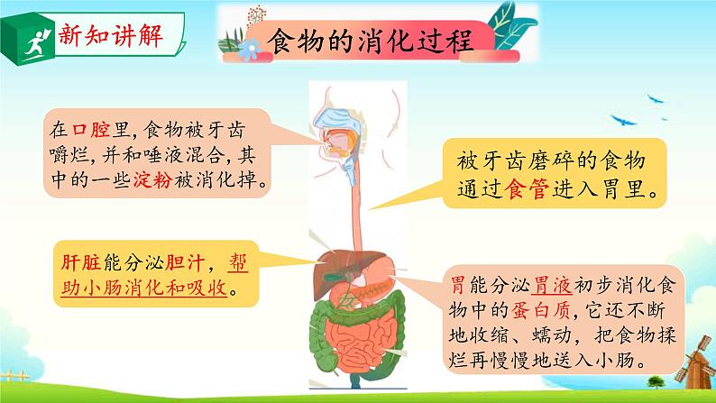 大象版 (2017) 科学四年级上册 5.1一次神奇的旅行 课件(含视频)04