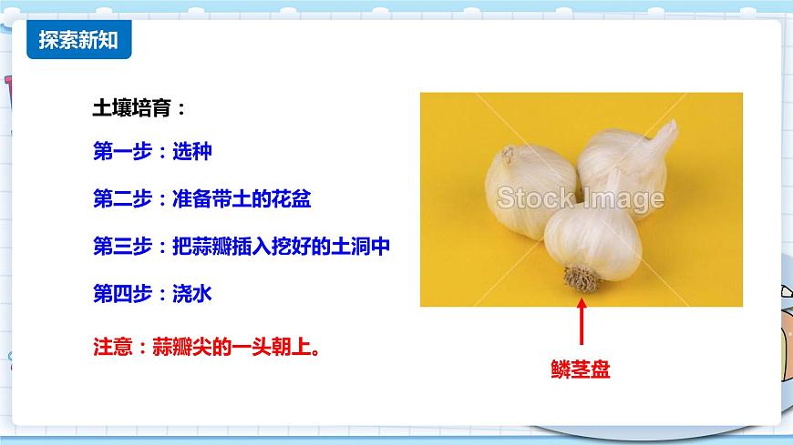 新青島版科學(xué)二年級(jí)上冊(cè) 9.種大蒜 PPT課件第5頁(yè)