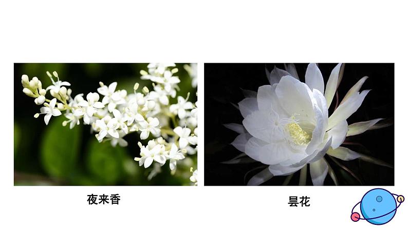 2.7 昼夜和四季变化对生物的影响第6页