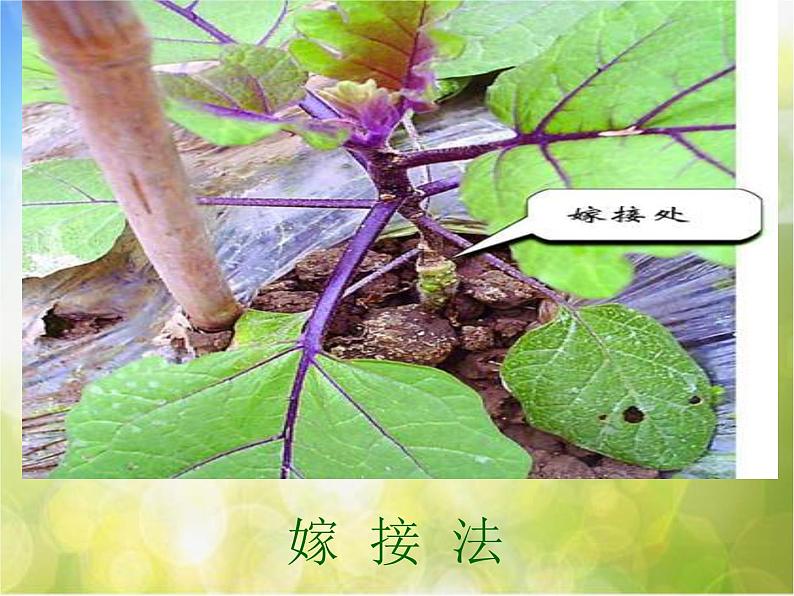 苏教小学科学五下《3.1.不用种子也能繁殖吗》PPT课件06