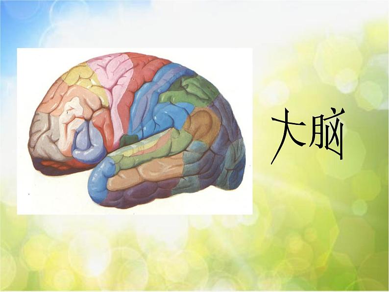 苏教小学科学五下《5.1.大脑》PPT课件03