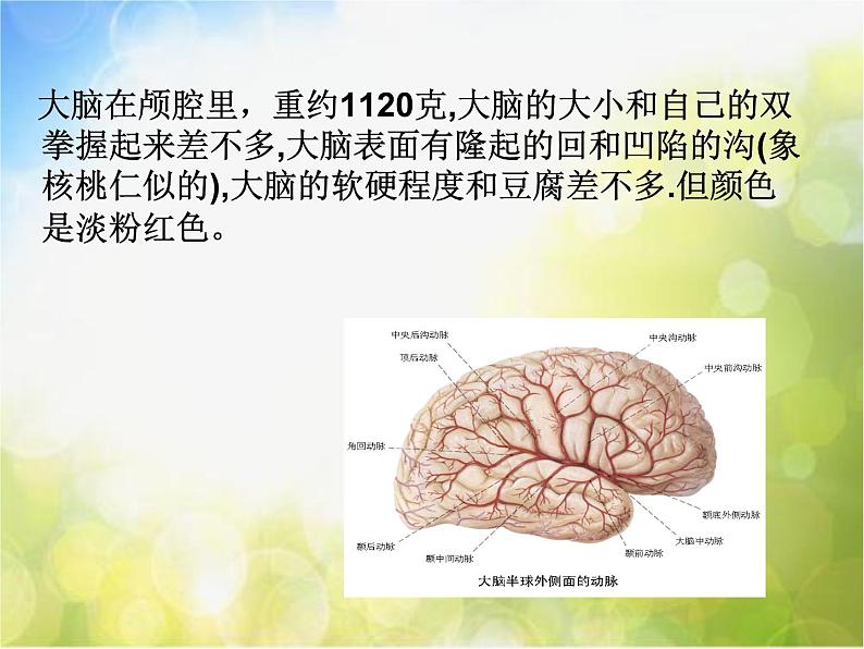 苏教小学科学五下《5.1.大脑》PPT课件04