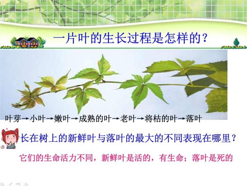 教科小学科学三上《1.6、植物发生了什么变化》PPT课件(12)04