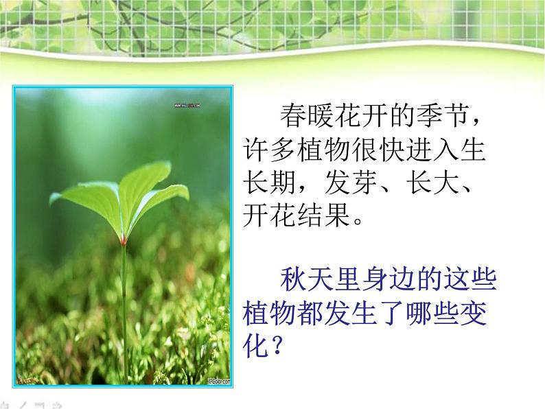 教科小学科学三上《1.6、植物发生了什么变化》PPT课件(12)07