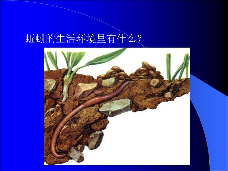 教科小学科学三上《2.1、寻访小动物》PPT课件(6)第4页