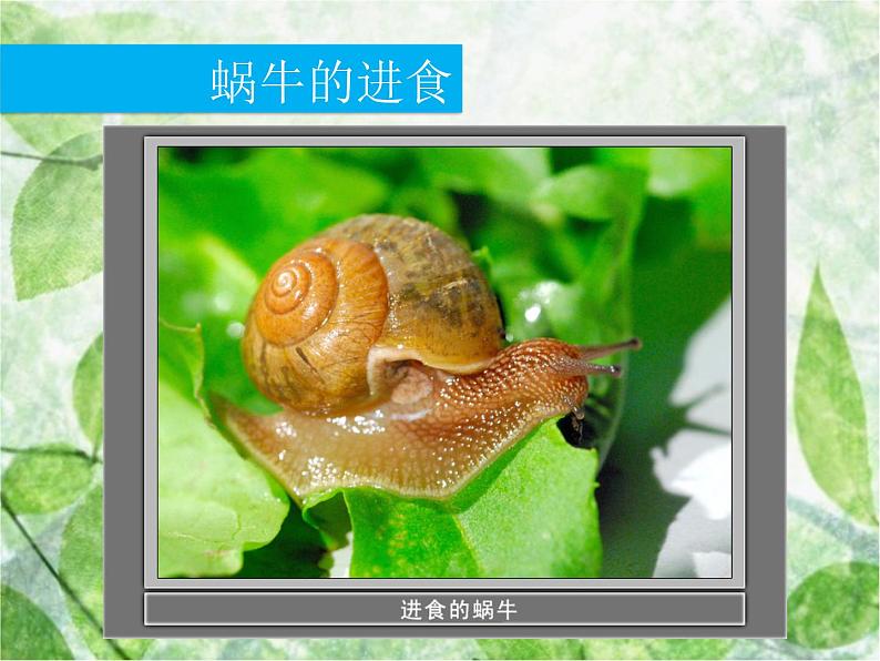 教科小学科学三上《2.3、蜗牛(二)》PPT课件(1)08