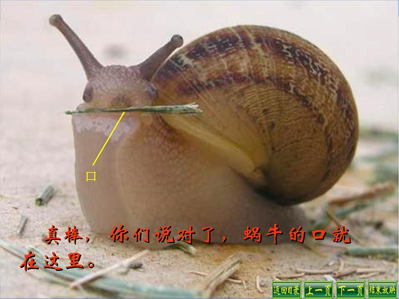 教科小学科学三上《2.3、蜗牛(1)》PPT课件(3)第6页