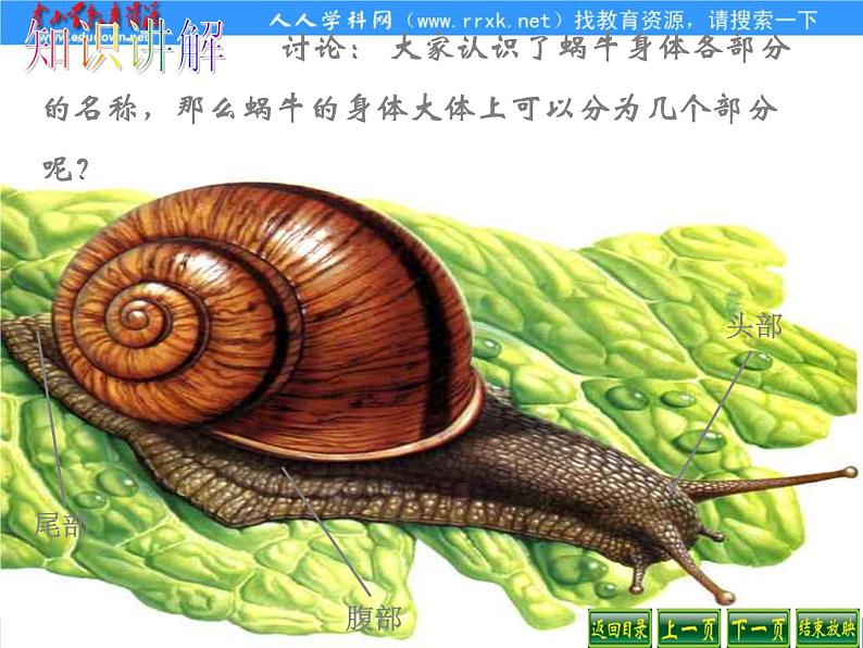 教科小学科学三上《2.3、蜗牛(1)》PPT课件(3)第7页