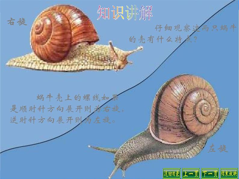 教科小学科学三上《2.3、蜗牛(1)》PPT课件(3)第8页