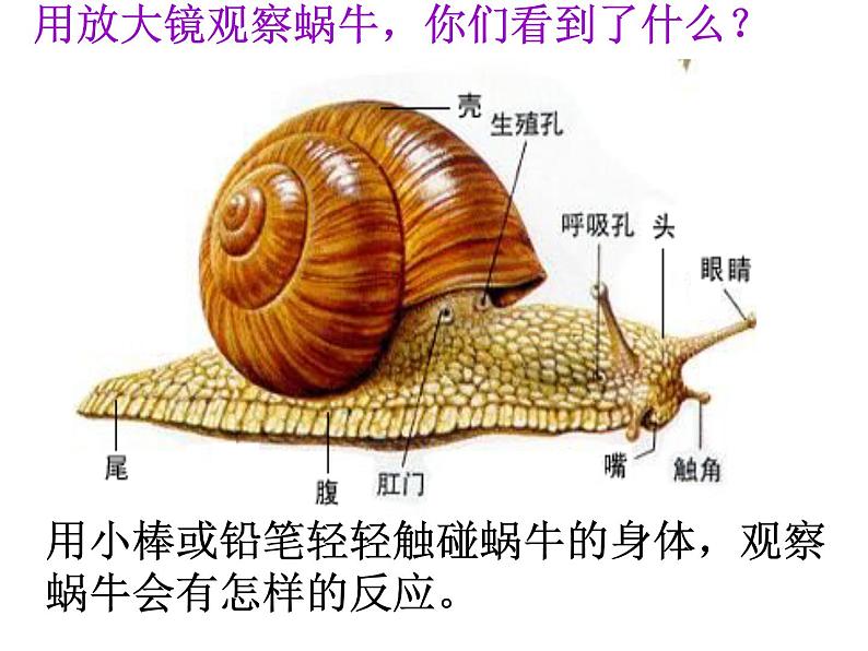 教科小学科学三上《2.2、蜗牛(一)》PPT课件(1)第3页