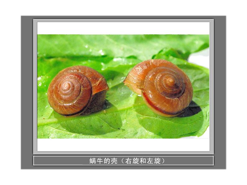 教科小学科学三上《2.2、蜗牛(一)》PPT课件(1)第4页