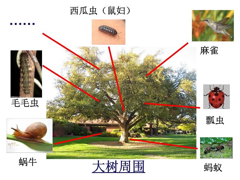 教科小学科学三上《2.1、寻访小动物》PPT课件(9)第5页