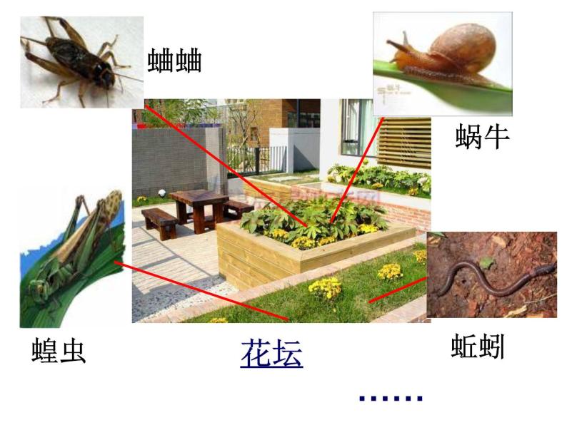 教科小学科学三上《2.1、寻访小动物》PPT课件(9)06