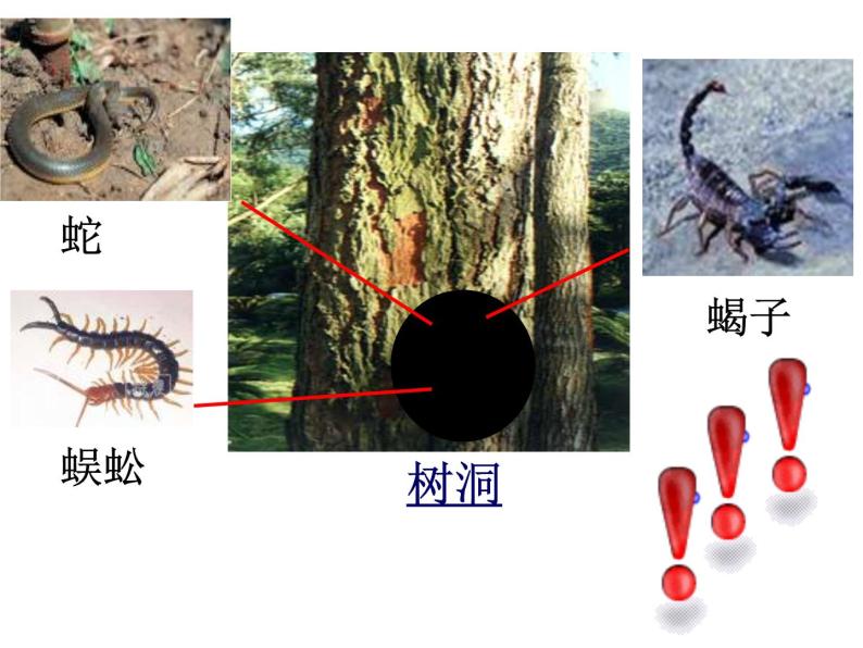 教科小学科学三上《2.1、寻访小动物》PPT课件(9)08