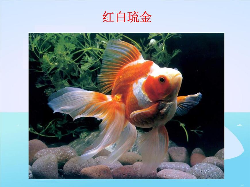 教科小學(xué)科學(xué)三上《2.6、金魚》PPT課件(8)第3頁