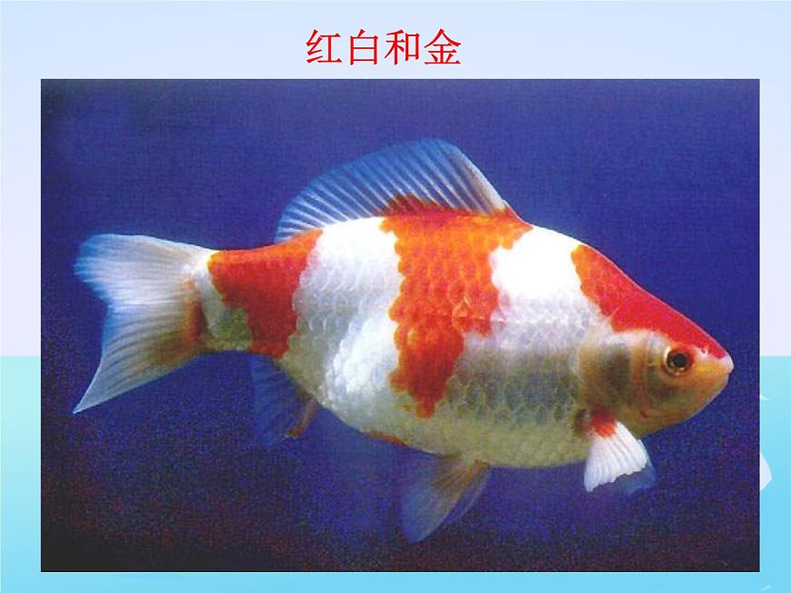 教科小學(xué)科學(xué)三上《2.6、金魚》PPT課件(8)第4頁