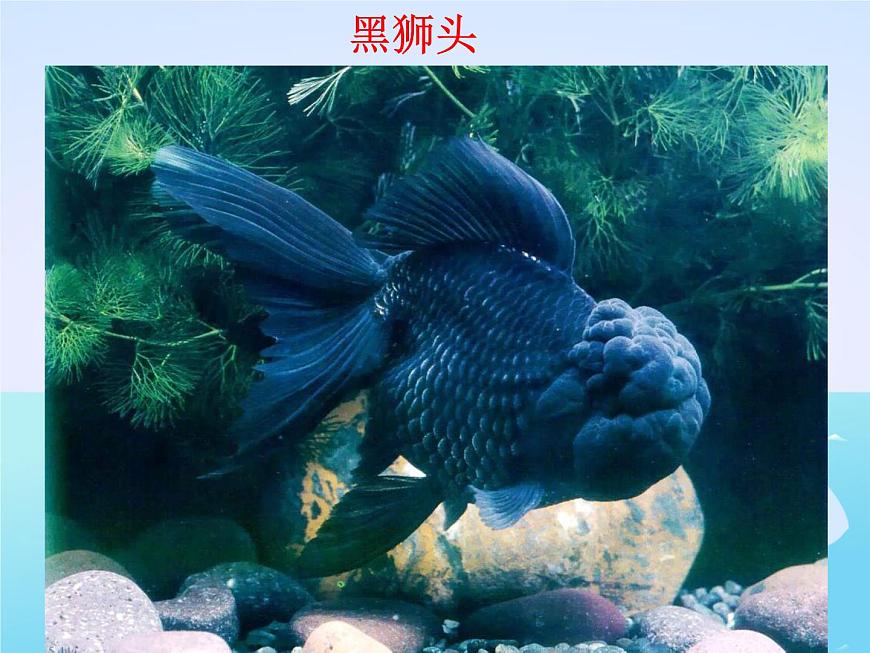 教科小學(xué)科學(xué)三上《2.6、金魚》PPT課件(8)第5頁