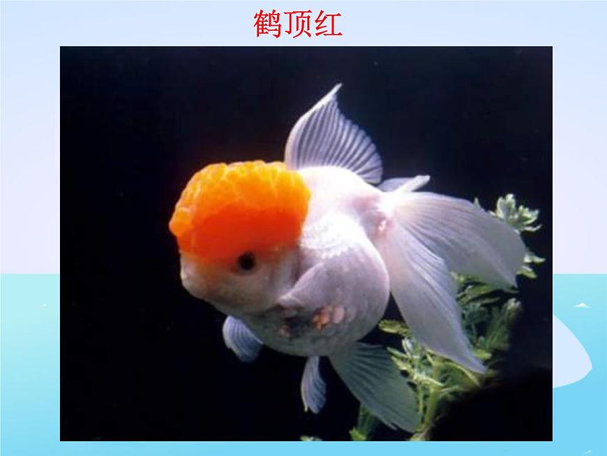 教科小學(xué)科學(xué)三上《2.6、金魚》PPT課件(8)第6頁