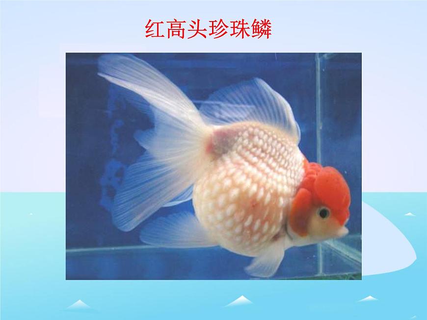 教科小學(xué)科學(xué)三上《2.6、金魚》PPT課件(8)第7頁