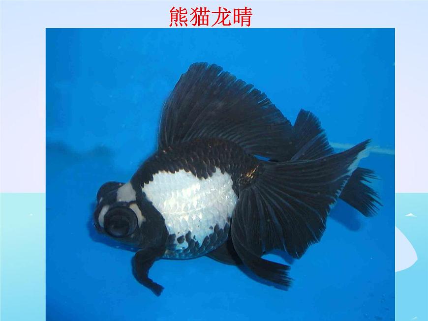 教科小學(xué)科學(xué)三上《2.6、金魚》PPT課件(8)第8頁