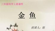 小学科学2 金鱼备课课件ppt
