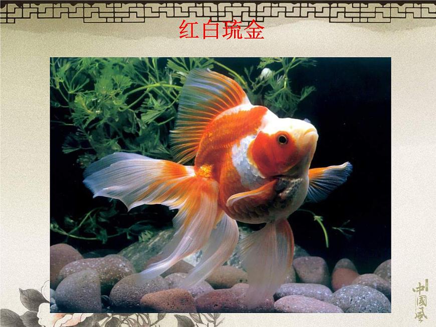 教科小學(xué)科學(xué)三上《2.6、金魚(yú)》PPT課件(17)第3頁(yè)