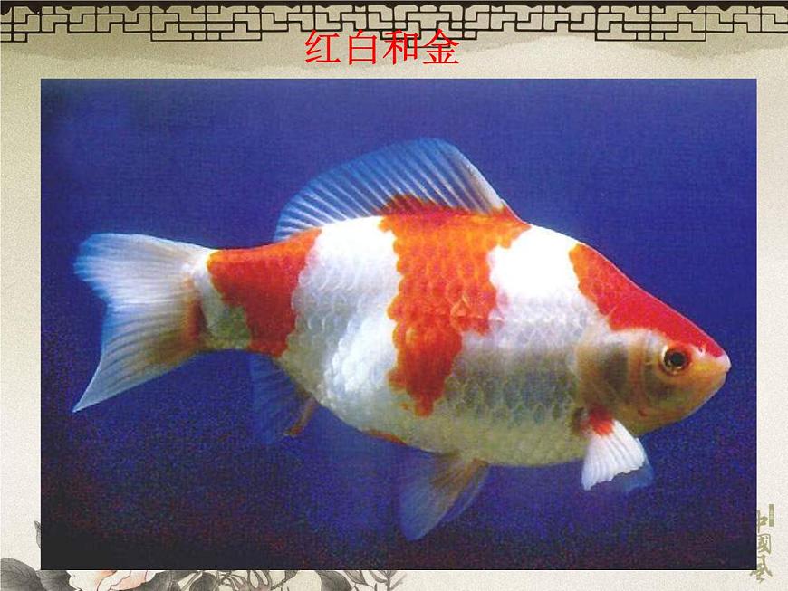 教科小學(xué)科學(xué)三上《2.6、金魚(yú)》PPT課件(17)第4頁(yè)