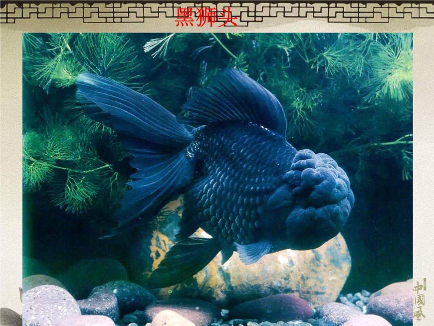 教科小學(xué)科學(xué)三上《2.6、金魚(yú)》PPT課件(17)第5頁(yè)